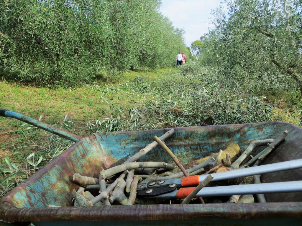 Wwoofing in Italien: Die Olivenernte ist nur eine von vielen MÃ¶glichkeiten.