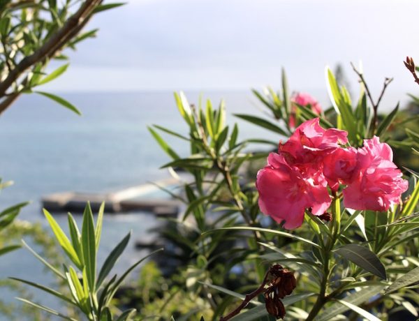 Downhill-Abfahrten, Delfine und Levadas auf der  Blumeninsel Madeira
