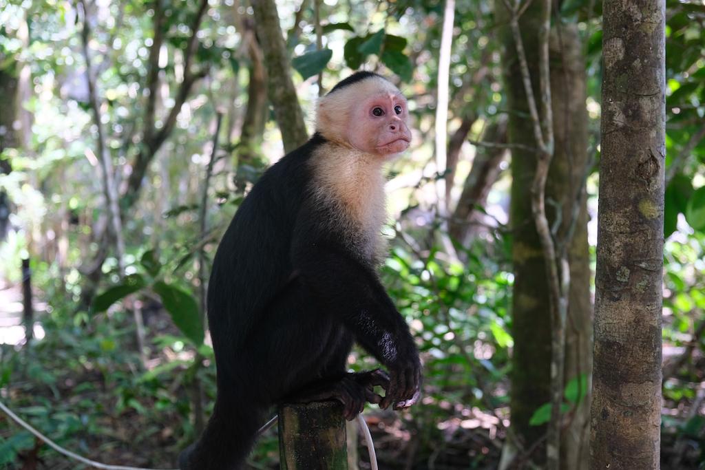 Besuch im Manuel Antonio Nationalpark in Costa Rica