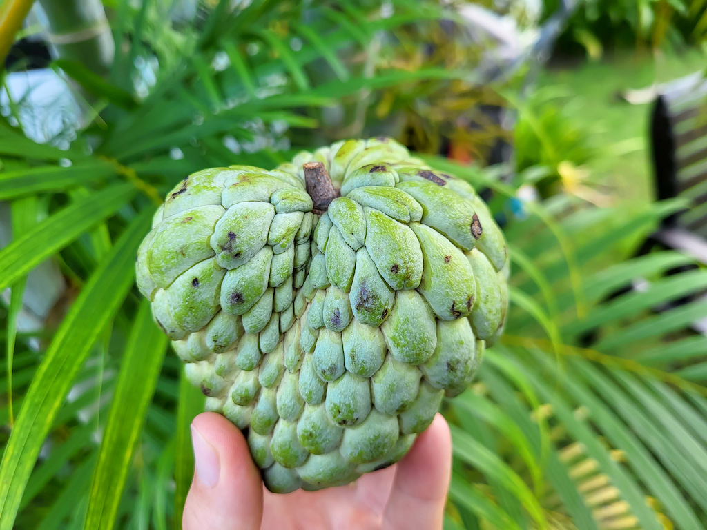 De vruchten van Thailand